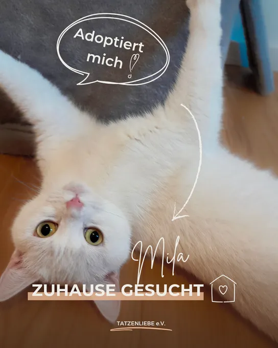 Cat from shelter, Mila | Weiß Europäische Hauskatze Female
