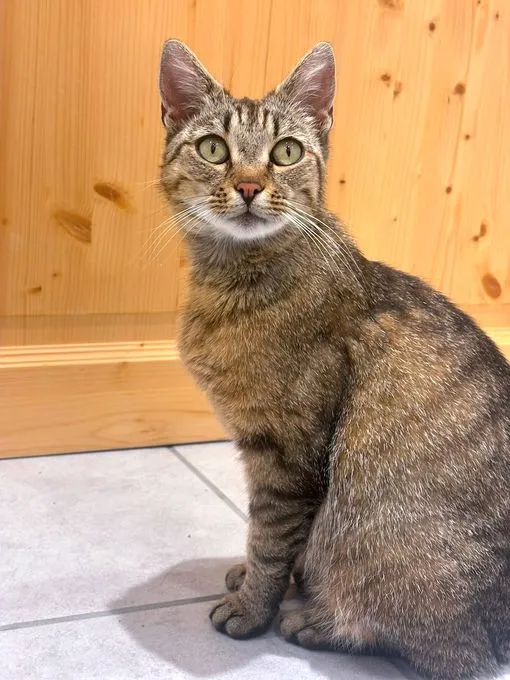 Schnurrsel - ekh zur Adoption
