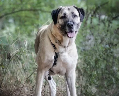 Dog from shelter, Nami | Kangal Hirtenhund Mix Female