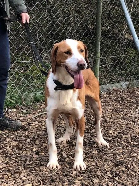 Dog from shelter, Brandon | Blond Und Weiß Kroatische Bracke L Male