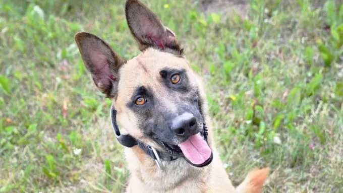 Chico - malinois zur Adoption