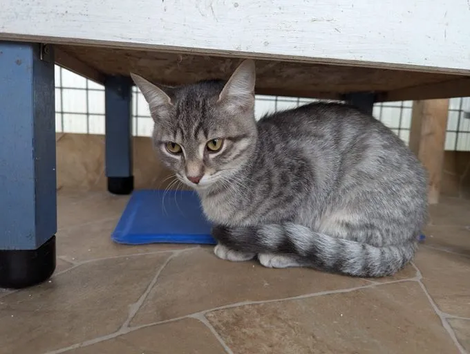 Roxy - Europäisch Kurzhaar zur Adoption