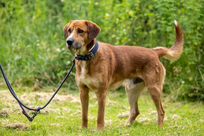 Dog from shelter, Ritter Rost | Braun Weiß Mischling Male