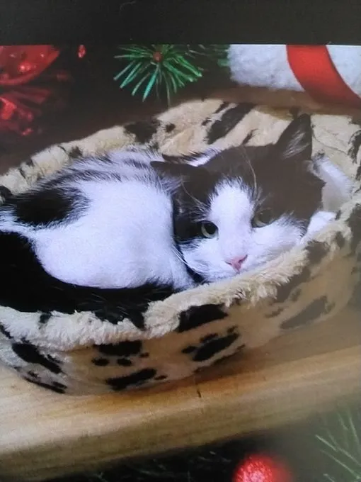 Cat from shelter, Panda | Schwarz Weiß Europäische Hauskatze Male