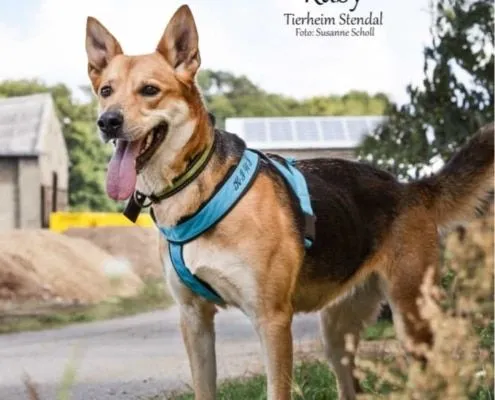 Dog from shelter, Ruby | Dsh Mix Female