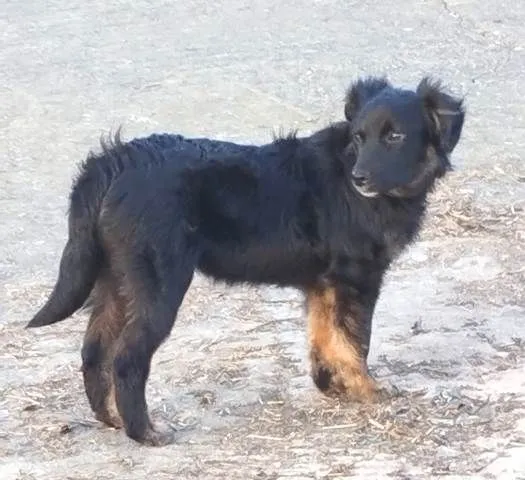 Dog from shelter, Tabita | Schwarz Mischling Female