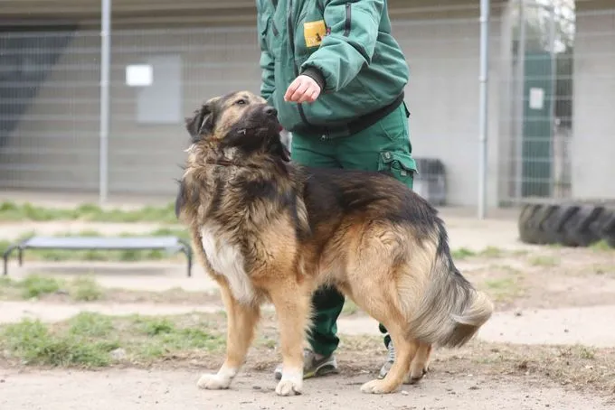 Hund aus Tierheim, Leonardo | Šarplaninac Mix Männlich