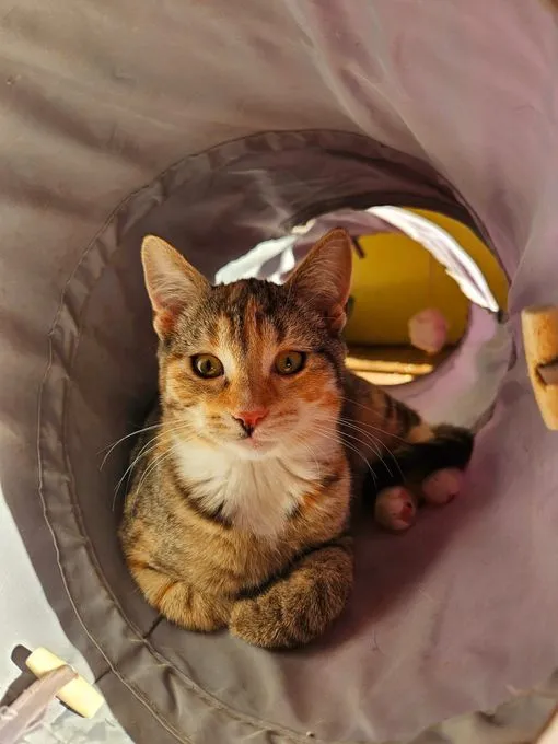 Cat from shelter, Nina | Braun Weiß Rot Europäisch Kurzhaar Female