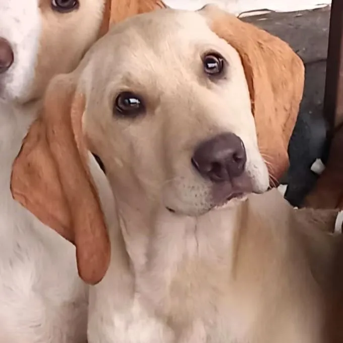 Malou - Mischling zur Adoption