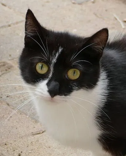 Moni - EKH zur Adoption