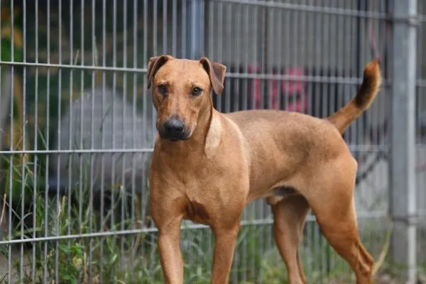 Dog from shelter, Gustav | Heideterrier Male