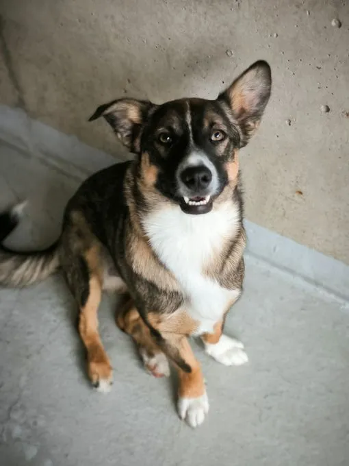 Dog from shelter, Dietrich | Braun Schwarz Mischling Male