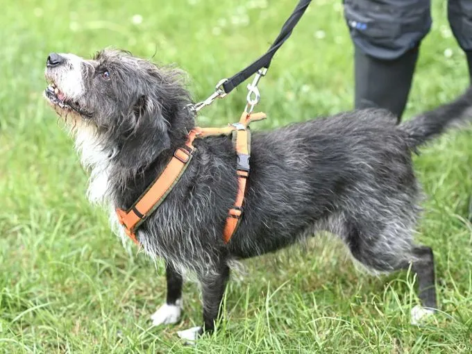 Dog from shelter, Lady | Terrier Mix Female