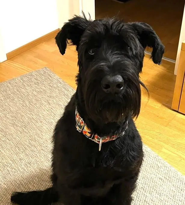 Muná - riesenschnauzer zur Adoption