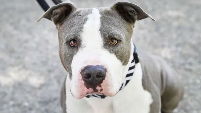 Dog from shelter, Shawn | Staffordshire Mix Female