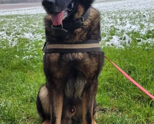 Dog from shelter, Charly | Schäferhund Male
