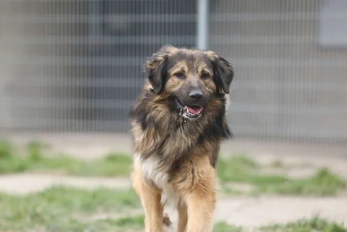 Hund aus Tierheim, Leonardo | Šarplaninac Mix Männlich