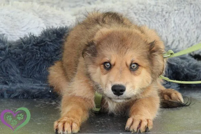 Knut - Mischling zur Adoption