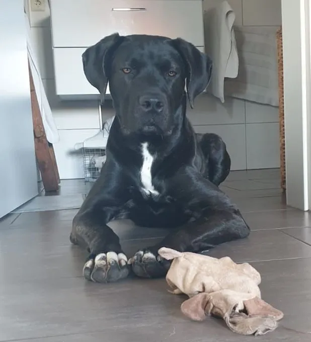 Hund aus Tierheim, Thea | Schwarz Weiße Flecken Cane Corso Weiblich