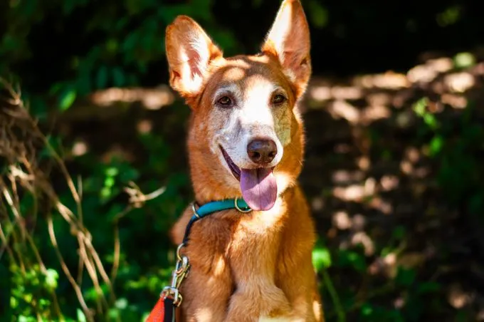 Hund aus Tierheim, Lara | Braun Podenco Mix Weiblich