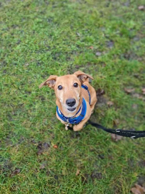 Hund aus Tierheim, Yoshi | Dackel Terrier Mix Männlich