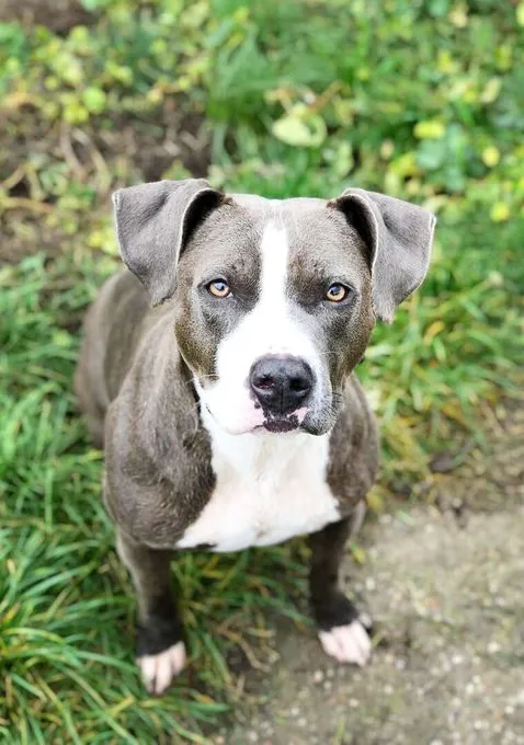 Dog from shelter, Carla | Staffordshire Mix Female
