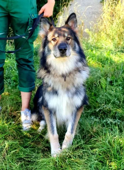 Hund aus Tierheim, Jon Boy | Schäferhund Mix Männlich