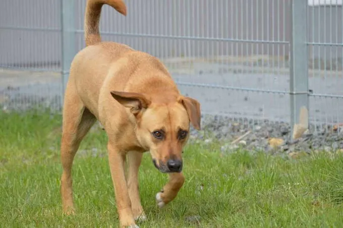 Dog from shelter, Beau | Hell Mischling Male