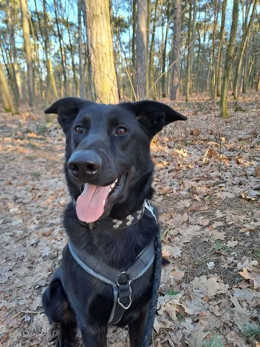 Hund aus Tierheim, Bruno | Schwarz Braune Abzeichen Schäferhundmischling Männlich