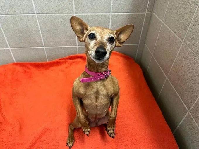 Donna - Zwergpinscher zur Adoption