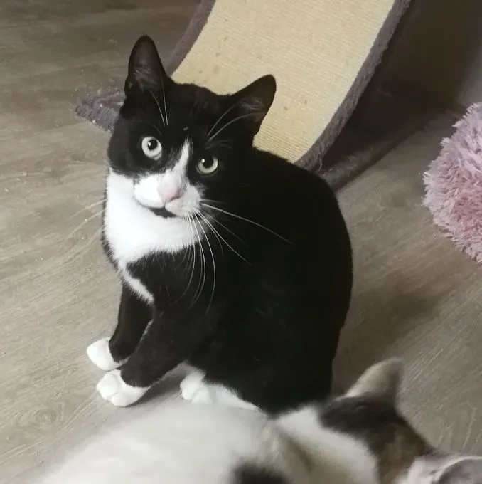 Cat from shelter, Joschi | Schwarz Weiß Ehk Male