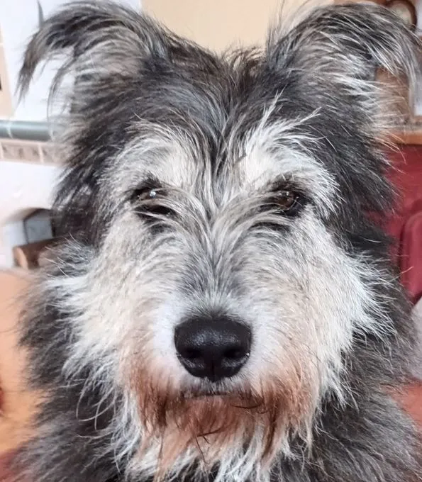 Ludwig - mischling zur Adoption