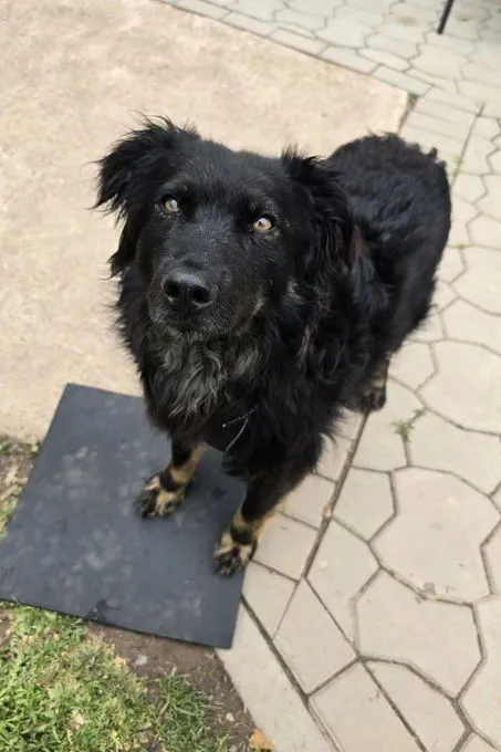 Dog from shelter, Ängstlicher Loki Sucht Pflegestelle Oder Zuhause | Schwarz Mischling Male
