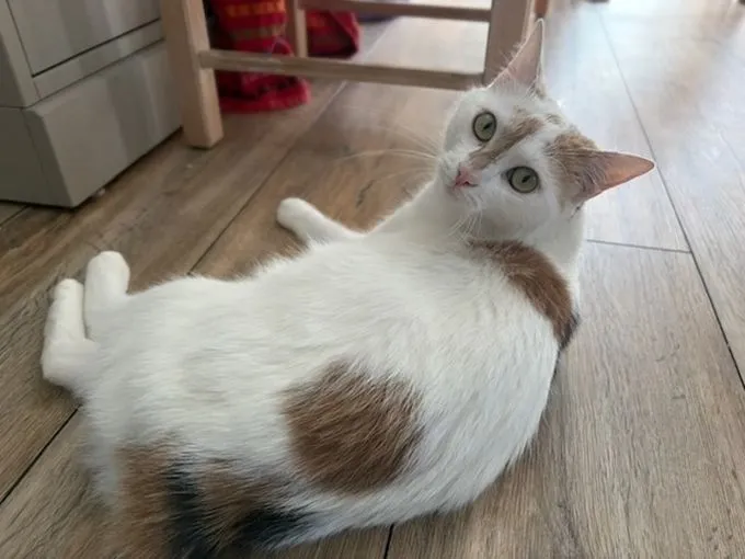 Pixel - europaeische-hauskatze zur Adoption