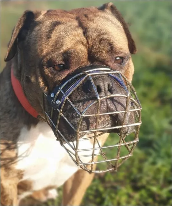Hund aus Tierheim, Viet | Englischer Bulldoggen Mix Männlich