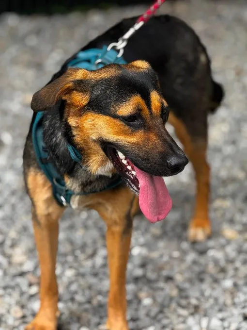 Maglina - mischling zur Adoption
