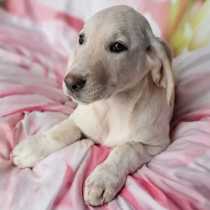 Simba - Mischling zur Adoption