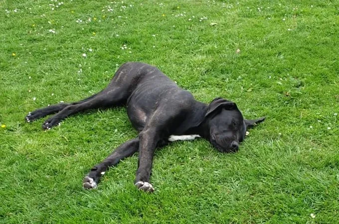 Dog from shelter, Thea | Schwarz Weiße Flecken Cane Corso Female