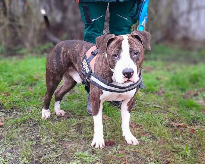 Dog from shelter, Baddy | Staffordshire Terrier Male