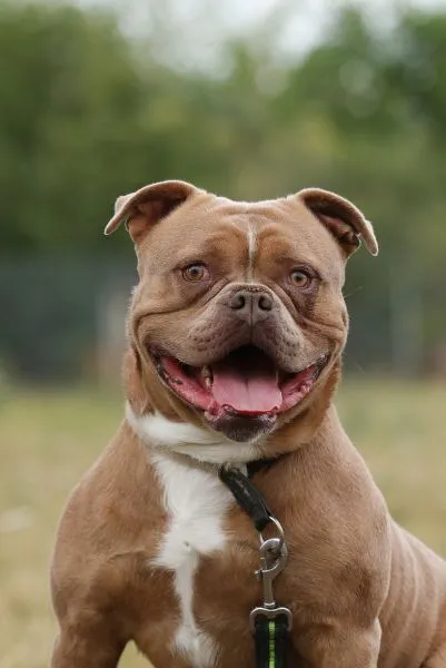 Dog from shelter, Joseph | English Bulldog Mix Male