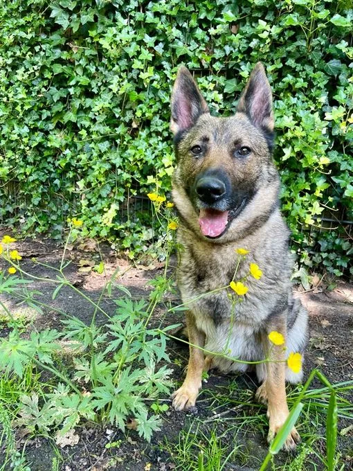 Dog from shelter, Elli | Braun Schwarz Schäferhund Female