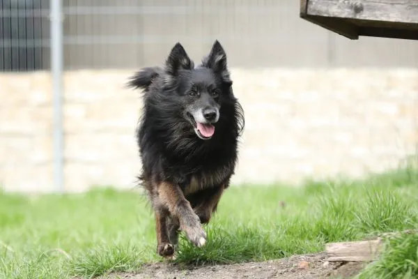 Dog from shelter, Fukano | Border Collie Schäferhund Mix Male