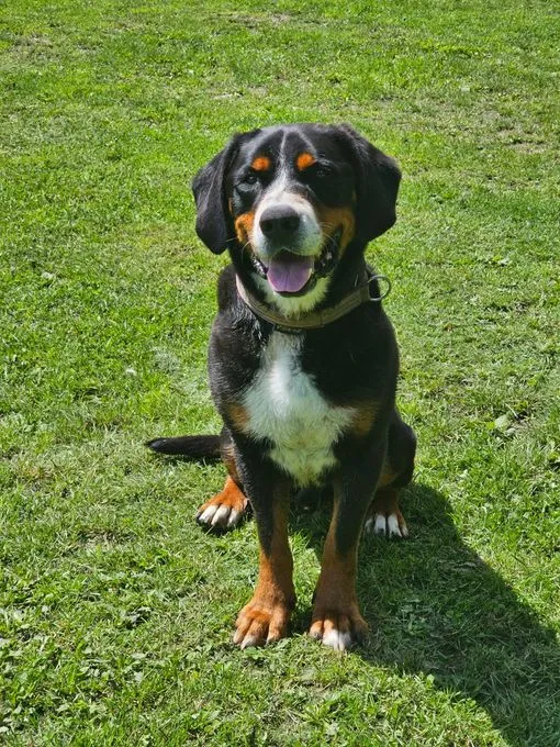 Dog from shelter, Loui Reserviert | Tricolor Gss Berner Sennenhund Male