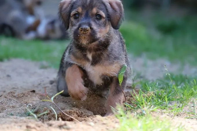 Dog from shelter, Liv | Braun Mischling Female