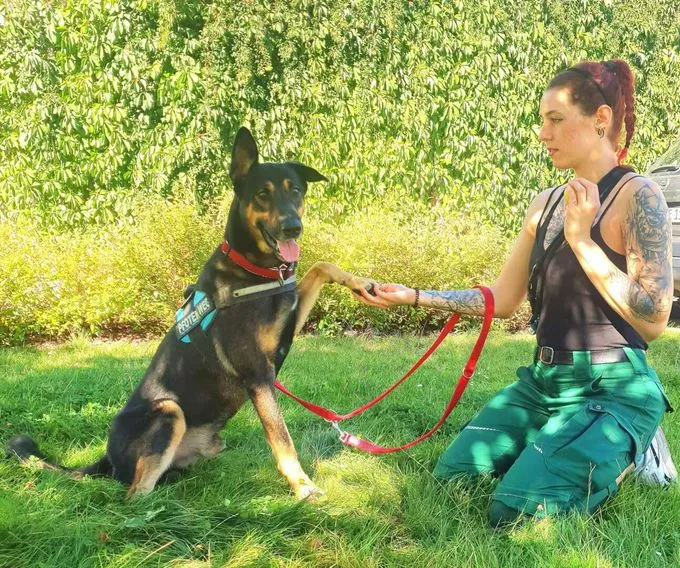 Dog from shelter, Kiko | Schäferhund Mix Male