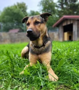 Dog from shelter, Sam | Mischling Male