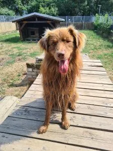 Dog from shelter, Fiete | Australian Shepherd Male