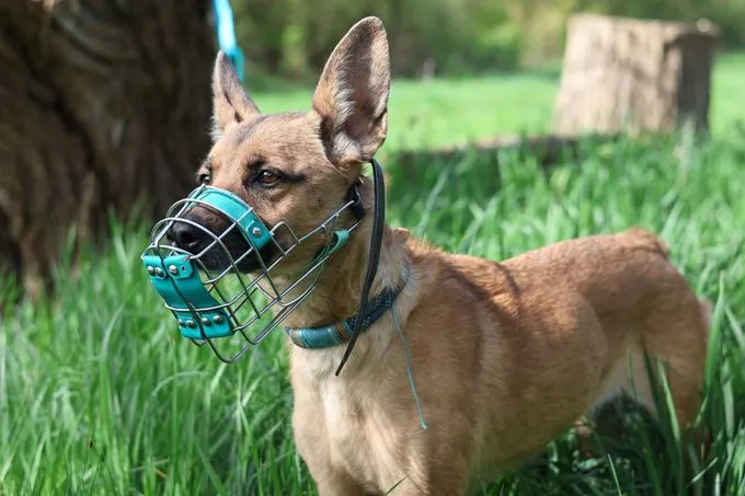 Cosima - mischling zur Adoption