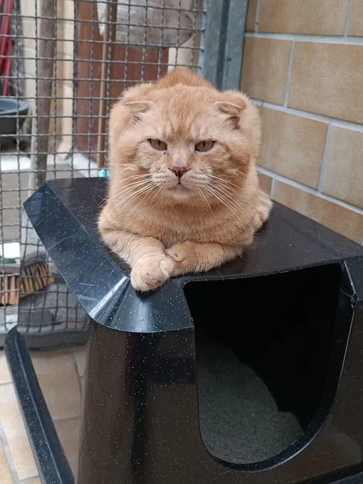 Cat from shelter, Sioux | Rotgetigert Ekh Scottisch Fold Mix Male