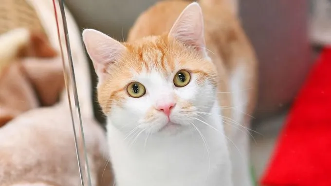 Eddy - ekh zur Adoption
